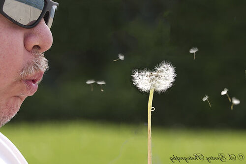 Dandelion or Metaphor